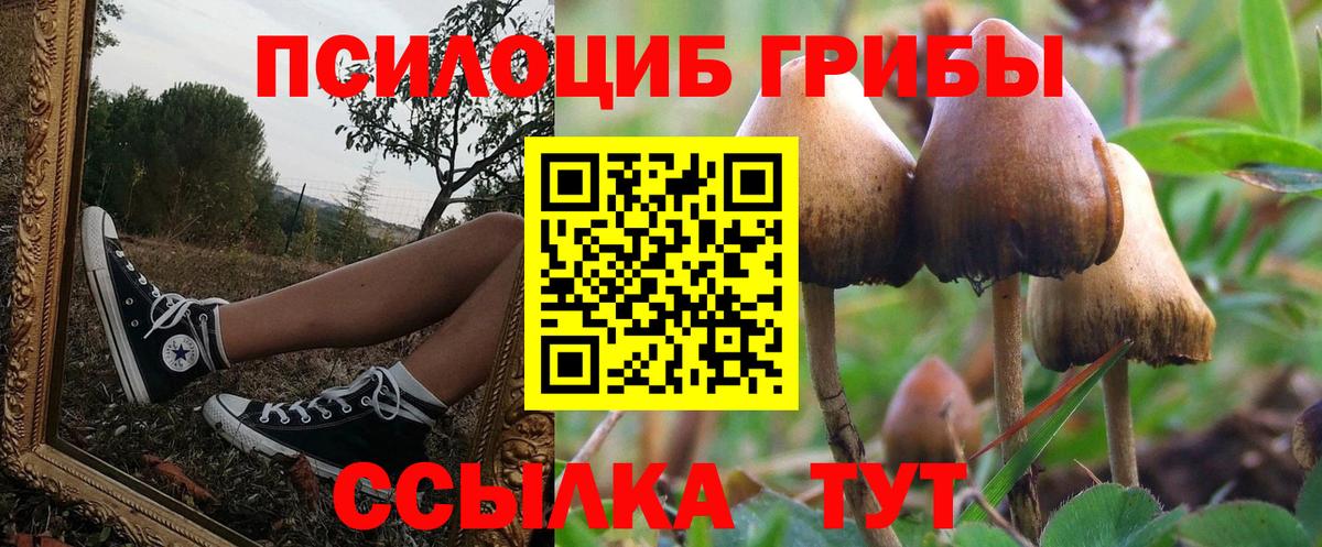 Псилоцибиновые грибы Cubensis  Вход с VPN  Кудрово 